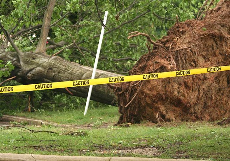 tree-image tree removal services